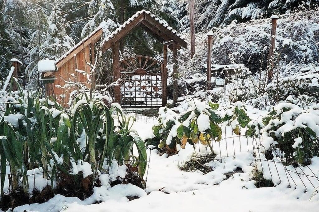 Snow-covered Pacific Northwest garden with leafy plants and a wooden gate in the background.