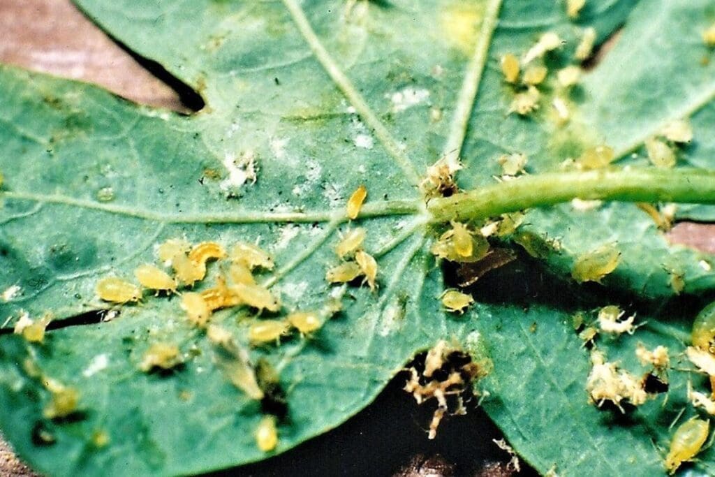 Green leaf infested with yellow aphids, common in Pacific Northwest gardening.