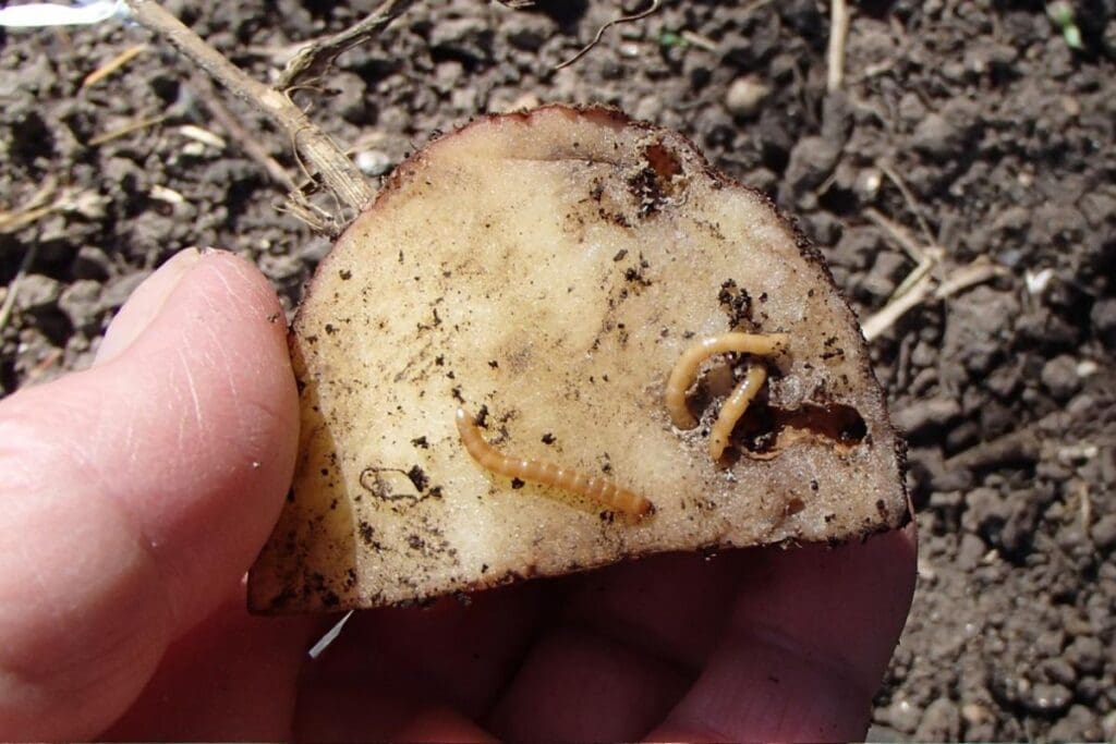 A hand holds a cut potato with soil and a small worm, ready for Pacific Northwest gardening.