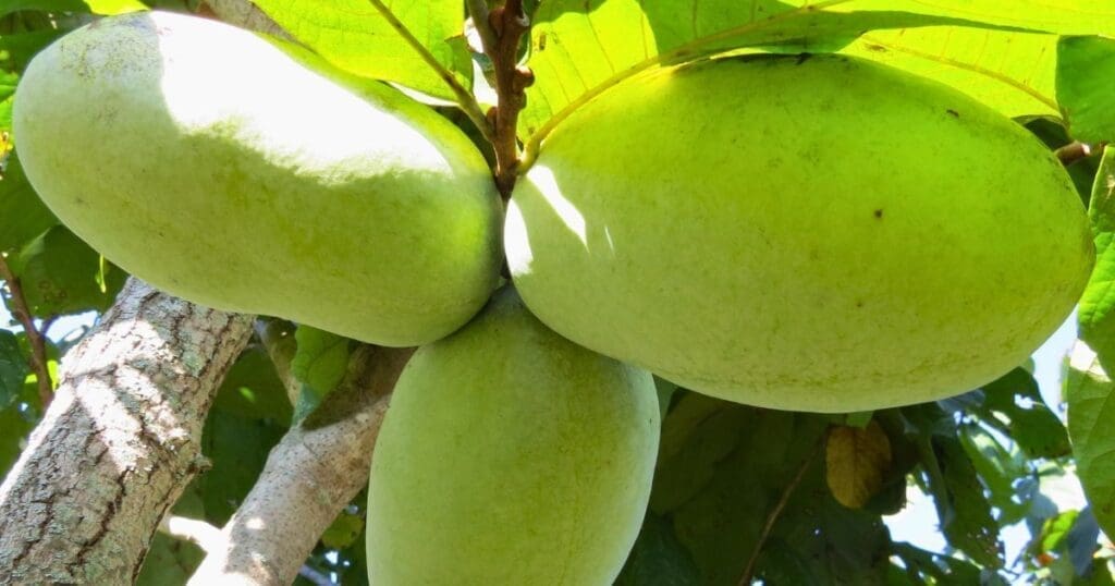 Three large, green pawpaw fruits hanging from a tree branch—discover pawpaw facts here.