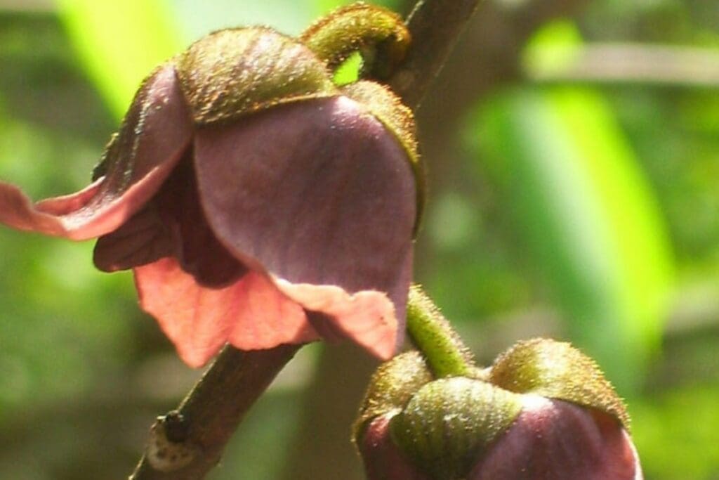 Close-up of two dark purple and pink pawpaw flowers on a branch, with a blurred green background.