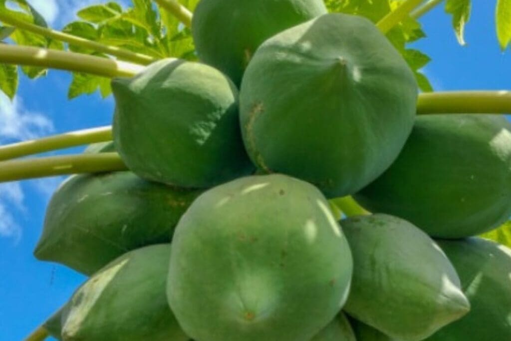 Cluster of unripe green pawpaw growing on a tree, viewed from below against a blue sky.