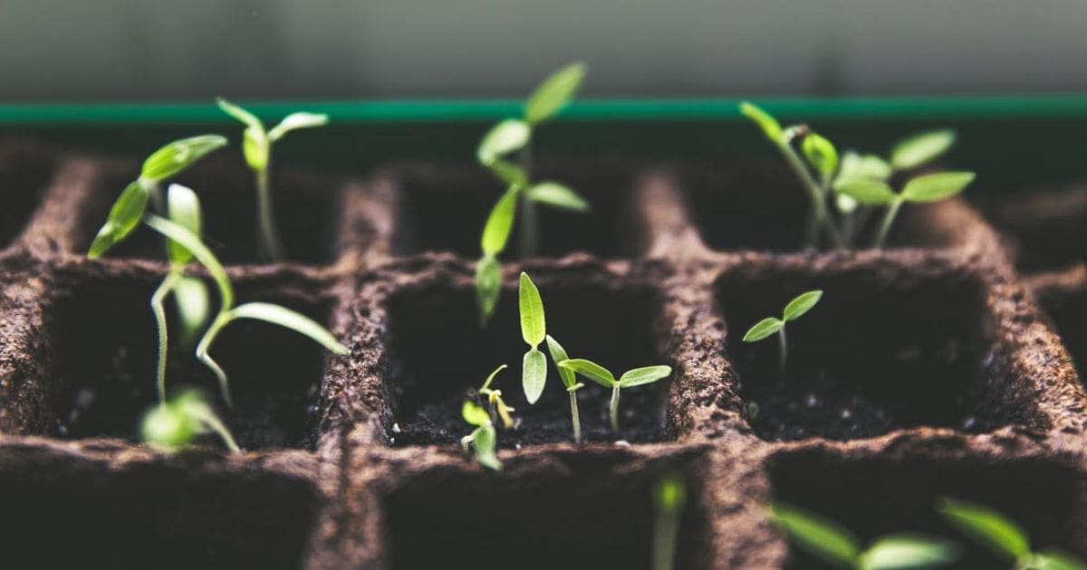 Green seedlings thrive in soil, highlighting the vital role of soil in plant health.