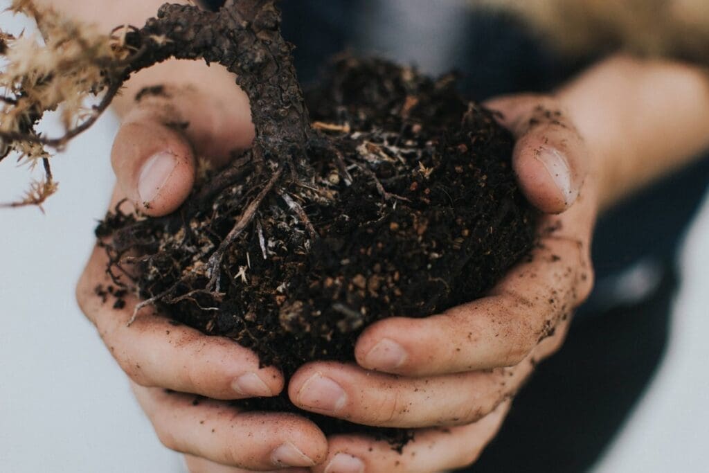 Hands holding soil and a small plant, highlighting the role of soil in plant health.