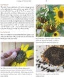Sunflower head with birds and hands demonstrating how to harvest sunflower seeds for seed saving.