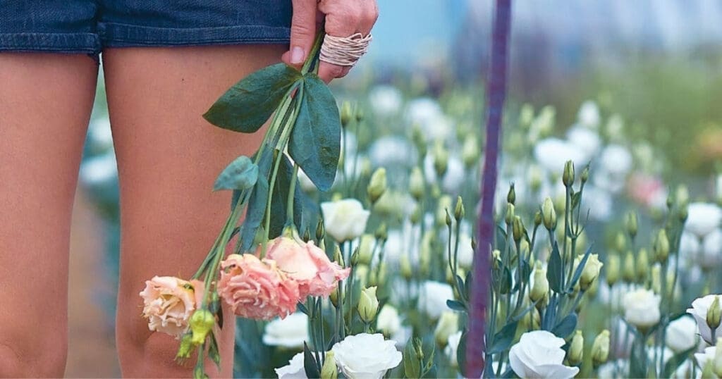 Person holding pink flowers in a garden, embracing cut flower season among white blossoms.