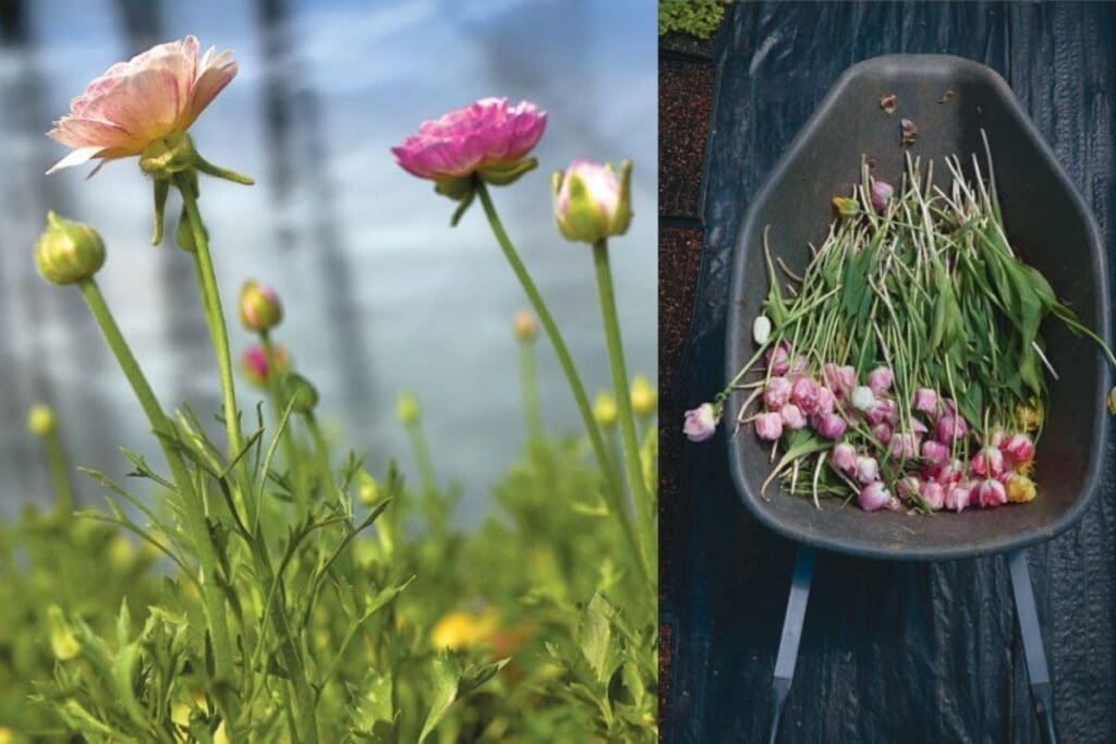 Pink flowers growing, and a wheelbarrow filled with the beauty of cut flower season.