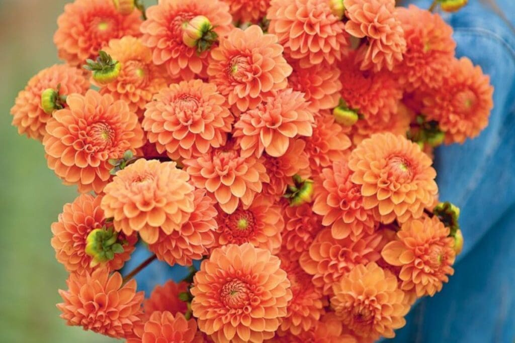 A bouquet of vibrant orange dahlias, perfect for cut flower season, held by someone in blue.